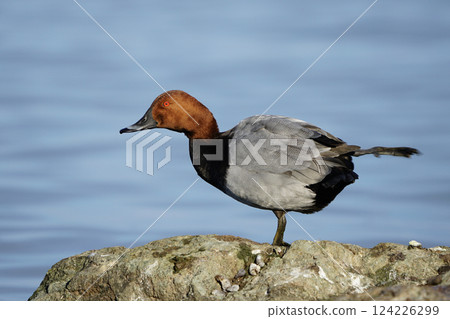 Wildlife, birds. Common pochard (Aythya ferina) is a diving duck species. They live in lakes and other closed waters, they are also seen in the seas. It feeds on leaves, stems and roots of aquatic pla Wildlife, birds. Common pochard (Aythya ferina) is a diving duck species. They live in lakes and other closed waters, they are also seen in the seas. It feeds on leaves, stems and roots of aquatic pla 124226299