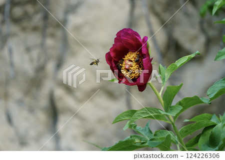 Image of a peony flower under protection. 124226306