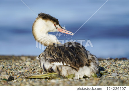 An example video of the negative impact of wildlife due to materials that are unconsciously thrown into the environment. 124226307