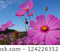 Cosmos shining in the blue sky 124226352