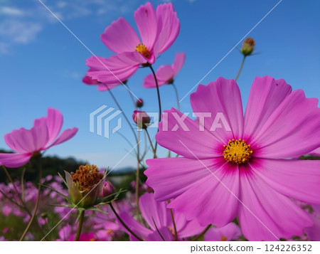 Cosmos shining in the blue sky Cosmos shining in the blue sky 124226352