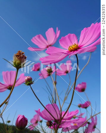 Cosmos shining in the blue sky Cosmos shining in the blue sky 124226355