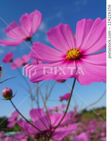 Cosmos shining in the blue sky 124226356