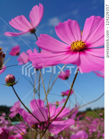 Cosmos shining in the blue sky 124226357