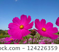 Cosmos shining in the blue sky 124226359