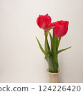 Tulip living in a vase 124226420