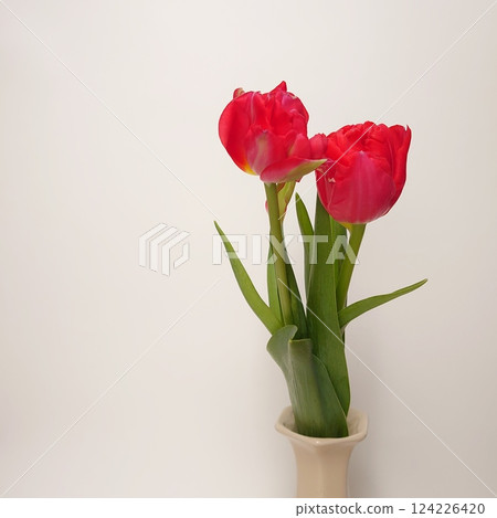 Tulip living in a vase 124226420