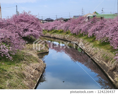 Kawazu cherry blossoms along the Aokebori River in Kiichi, Saitama Prefecture 124226437