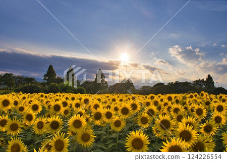 [Zama City] Sunset over a sunflower field 124226554