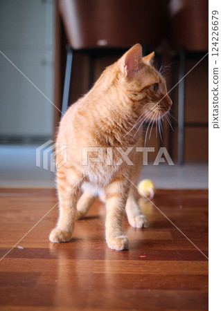 Cute young red-haired cat playing 124226679
