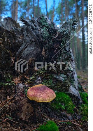 Mushrooms in the autumn forest close-up Mushrooms in the autumn forest close-up 124226708