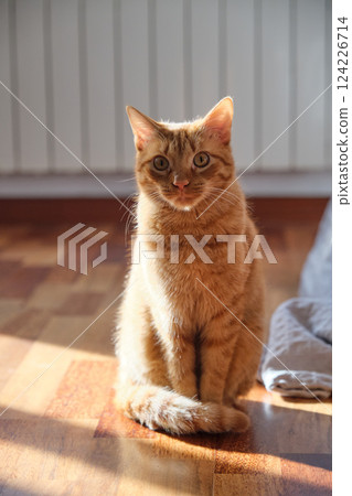 portrait of a young red-haired cat 124226714