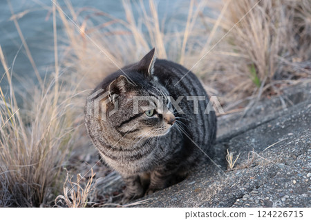Tabby cat playing on embankment 124226715