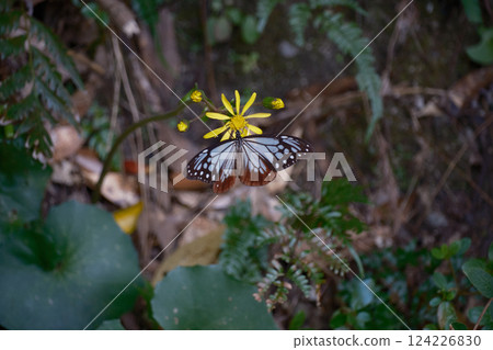 藍色蝴蝶展開翅膀 124226830