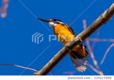 A kingfisher perched on a branch at the waterside of the landscaped pond (boat pond) at Kawagoe Aquatic Park in Ikebe, Kawagoe City, Saitama Prefecture 124227009