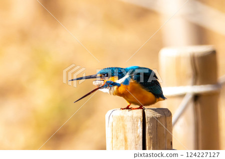 A kingfisher perches on a post at the waterside of the landscaped pond (boat pond) in Kawagoe Aquatic Park, Kawagoe City, Saitama Prefecture, and spits out pellets. 124227127