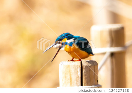 A kingfisher perches on a post at the waterside of the landscaped pond (boat pond) in Kawagoe Aquatic Park, Kawagoe City, Saitama Prefecture, and spits out pellets. 124227128