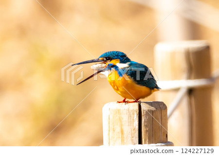 一隻翠鳥棲息在埼玉縣川越市川越水上公園的景觀池(船池)水邊的柱子上,吐出小顆粒食物。 一隻翠鳥棲息在埼玉縣川越市川越水上公園的景觀池(船池)水邊的柱子上,吐出小顆粒食物。 124227129