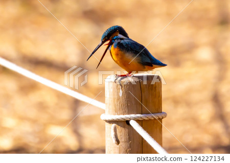 A kingfisher perches on a post at the waterside of the landscaped pond (boat pond) in Kawagoe Aquatic Park, Kawagoe City, Saitama Prefecture, and spits out pellets. A kingfisher perches on a post at the waterside of the landscaped pond (boat pond) in Kawagoe Aquatic Park, Kawagoe City, Saitama Prefecture, and spits out pellets. 124227134