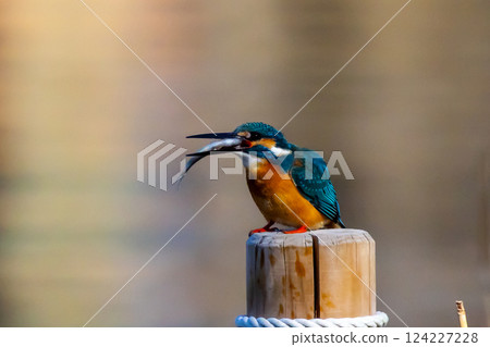 A kingfisher perches on a post at the water's edge of the landscaped pond (boat pond) in Kawagoe Aquatic Park, Kawagoe City, Saitama Prefecture, and swallows a small fish for food. A kingfisher perches on a post at the water's edge of the landscaped pond (boat pond) in Kawagoe Aquatic Park, Kawagoe City, Saitama Prefecture, and swallows a small fish for food. 124227228