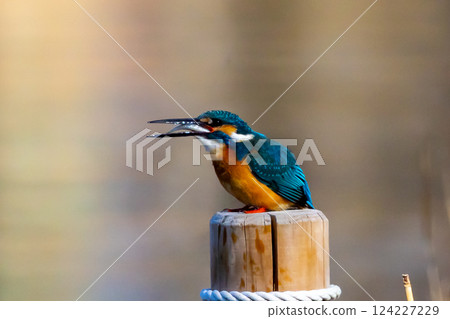 A kingfisher perches on a post at the water's edge of the landscaped pond (boat pond) in Kawagoe Aquatic Park, Kawagoe City, Saitama Prefecture, and swallows a small fish for food. 124227229