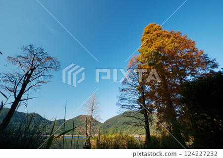 生長著沼澤杉的伊牟田池 124227232