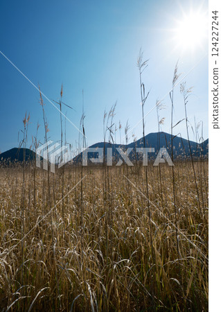 伊牟田池水草茂盛的風景 124227244
