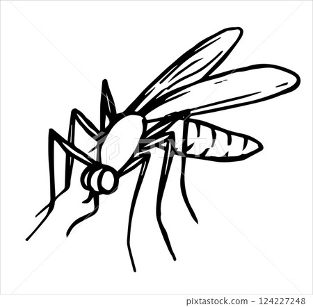 mosquito, insect, sketch 124227248