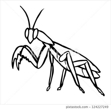 insect, vector, praying mantis 124227249