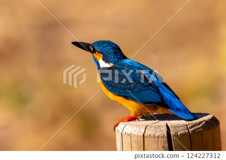 A kingfisher perched on a post at the waterside of the landscaped pond (boat pond) at Kawagoe Aquatic Park in Ikebe, Kawagoe City, Saitama Prefecture 124227312