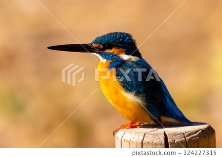 一隻翠鳥棲息在埼玉縣川越市池部川越水上公園的景觀池塘（船池）水邊的柱子上 124227315