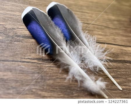 綠頭鴨次級羽毛 124227361