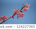 Kawazu櫻花在藍天 124227365