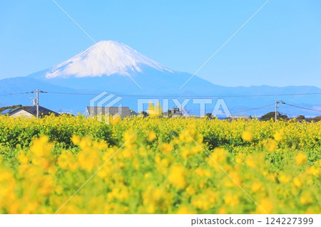 太陽山油菜花 124227399