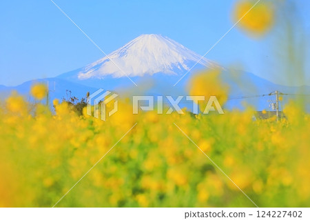 太陽山油菜花 124227402