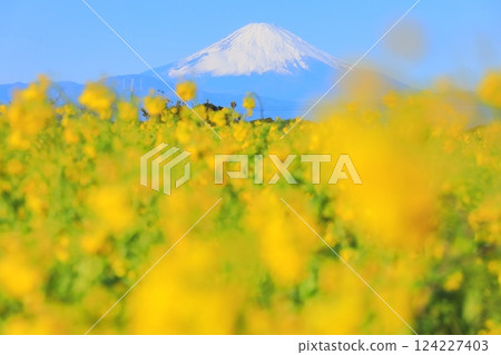 太陽山油菜花 124227403