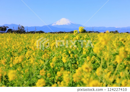 Soleil Hill Rape blossoms 124227410