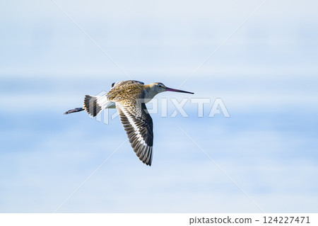 Ogoshigi Flight Ogoshigi Flight 124227471