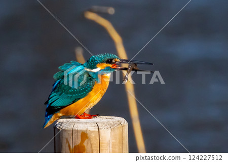 A kingfisher perches on a post at the water's edge of the landscaped pond (boat pond) at Kawagoe Aquatic Park in Ikebe, Kawagoe City, Saitama Prefecture, and holds a small shrimp as food. 124227512