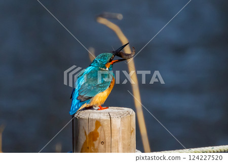 A kingfisher perches on a post at the water's edge of the landscaped pond (boat pond) at Kawagoe Aquatic Park in Ikebe, Kawagoe City, Saitama Prefecture, and holds a small shrimp as food. A kingfisher perches on a post at the water's edge of the landscaped pond (boat pond) at Kawagoe Aquatic Park in Ikebe, Kawagoe City, Saitama Prefecture, and holds a small shrimp as food. 124227520