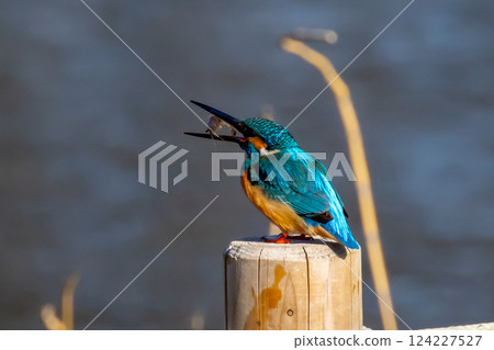 A kingfisher perches on a post at the water's edge of the landscaped pond (boat pond) at Kawagoe Aquatic Park in Ikebe, Kawagoe City, Saitama Prefecture, and holds a small shrimp as food. 124227527