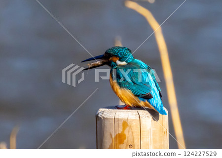A kingfisher perches on a post at the water's edge of the landscaped pond (boat pond) in Kawagoe Aquatic Park, Kawagoe City, Saitama Prefecture, and swallows a small shrimp for food. 124227529