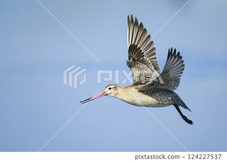 Flight sky Flight sky 124227537