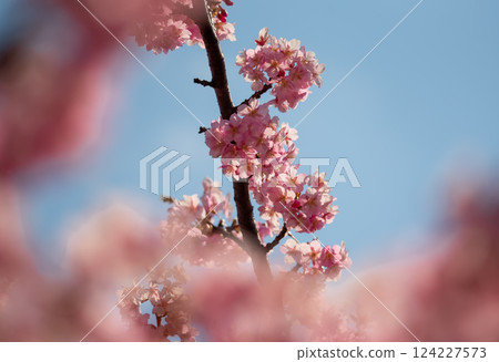 Kawazu cherry blossoms against the blue sky Kawazu cherry blossoms against the blue sky 124227573