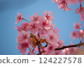 Kawazu櫻花在藍天 124227578
