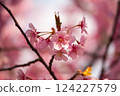 河津櫻花宣布春天的到來 124227579