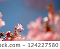 河津櫻花映襯在藍天下 124227580