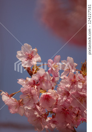 河津櫻花映襯在藍天下 河津櫻花映襯在藍天下 124227581