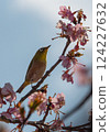 Bigeye來到Sakura Kawazu 124227632