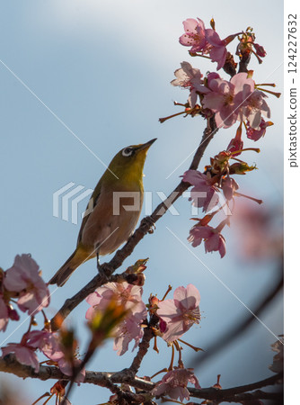 Bigeye來到Sakura Kawazu 124227632